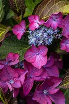 Hydrangea 'Black Diamonds'® - Gartenhortensie 'Black Diamonds'®