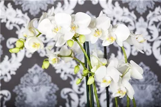 Phalaenopsis - Schmetterlingsorchidee