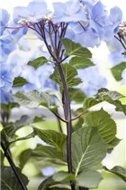 Hydrangea macrophylla 'Black Steel® Zorro' - Hortensie 'Black Steel® Zorro'