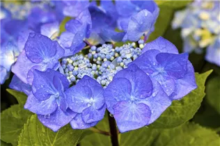 Hydrangea macrophylla 'Black Steel® Zorro' - Hortensie 'Black Steel® Zorro'