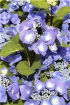 Hydrangea macrophylla 'Black Steel® Zorro' - Hortensie 'Black Steel® Zorro'