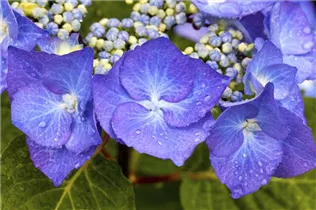 Hydrangea macrophylla 'Black Steel® Zorro' - Hortensie 'Black Steel® Zorro'