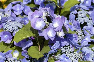 Hydrangea macrophylla 'Black Steel® Zorro' - Hortensie 'Black Steel® Zorro'