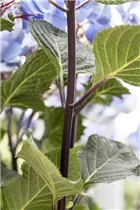 Hydrangea macrophylla 'Black Steel® Zorro' - Hortensie 'Black Steel® Zorro'