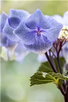 Hydrangea macrophylla 'Black Steel® Zorro' - Hortensie 'Black Steel® Zorro'