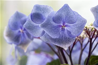 Hydrangea macrophylla 'Black Steel® Zorro' - Hortensie 'Black Steel® Zorro'