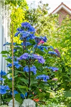 Hydrangea 'Black Steel'® - Gartenhortensie 'Black Steel'®