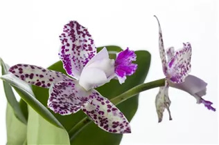 Cattleya - Cattleya Orchidee Cattleya - Cattleya Orchidee