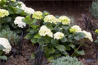 Hydrangea 'The Bride'® - Gartenhortensie 'The Bride'® Hydrangea 'The Bride'® - Gartenhortensie 'The Bride'®