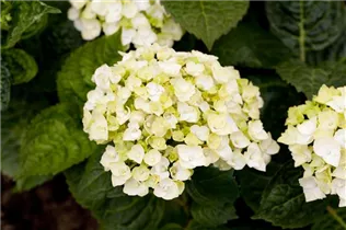 Hydrangea 'The Bride'® - Gartenhortensie 'The Bride'® Hydrangea 'The Bride'® - Gartenhortensie 'The Bride'®