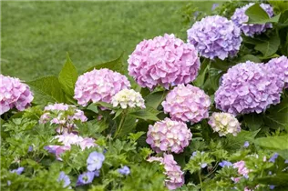 Hydrangea 'Endless Summer'® - Hortensie 'Endless Summer'® Collection