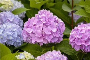 Hydrangea 'Endless Summer'® - Hortensie 'Endless Summer'® Collection