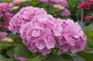 Hydrangea 'Forever & Ever'® - Bauernhortensie 'Forever & Ever'®