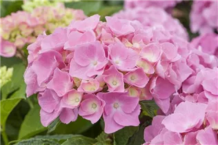 Hydrangea 'Forever & Ever'® - Bauernhortensie 'Forever & Ever'®