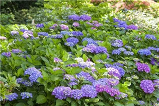 Hydrangea macrophylla - Bauernhortensie