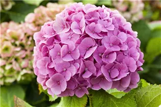 Hydrangea macrophylla - Bauernhortensie
