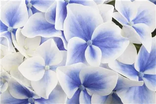 Hydrangea macrophylla - Bauernhortensie