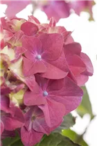 Hydrangea macrophylla - Bauernhortensie