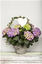 Hydrangea macrophylla - Bauernhortensie