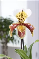 Paphiopedilum Multiflower - Frauenschuh Paphiopedilum Multiflower - Frauenschuh