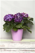 Hydrangea macrophylla - Bauernhortensie