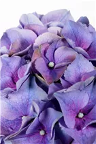 Hydrangea macrophylla, blau - Hydrangea macrophylla, blau