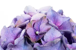 Hydrangea macrophylla, blau - Hydrangea macrophylla, blau