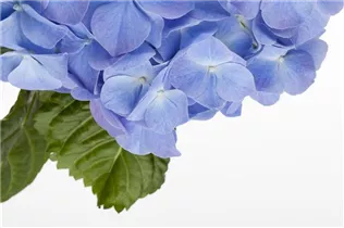 Hydrangea macrophylla, blau - Hydrangea macrophylla, blau