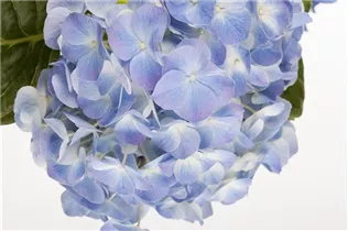 Hydrangea macrophylla, blau - Hydrangea macrophylla, blau