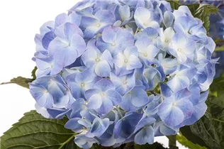 Hydrangea macrophylla, blau - Hydrangea macrophylla, blau