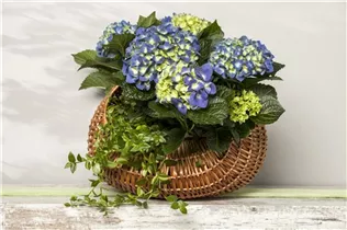 Hydrangea macrophylla, blau - Hydrangea macrophylla, blau