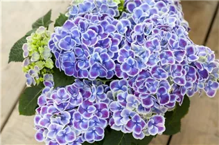 Hydrangea macrophylla, blau - Hydrangea macrophylla, blau