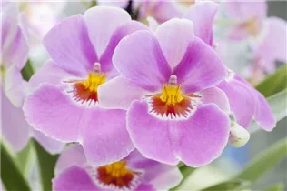 Miltonia - Miltonie
