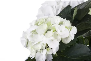 Hydrangea macrophylla, weiß - Hydrangea macrophylla, weiß Hydrangea macrophylla, weiß - Hydrangea macrophylla, weiß