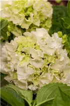 Hydrangea macrophylla, weiß - Hydrangea macrophylla, weiß Hydrangea macrophylla, weiß - Hydrangea macrophylla, weiß