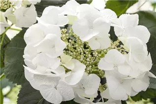 Hydrangea macrophylla, weiß - Hydrangea macrophylla, weiß Hydrangea macrophylla, weiß - Hydrangea macrophylla, weiß