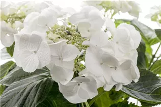 Hydrangea macrophylla, weiß - Hydrangea macrophylla, weiß Hydrangea macrophylla, weiß - Hydrangea macrophylla, weiß