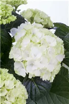 Hydrangea macrophylla, weiß - Hydrangea macrophylla, weiß Hydrangea macrophylla, weiß - Hydrangea macrophylla, weiß