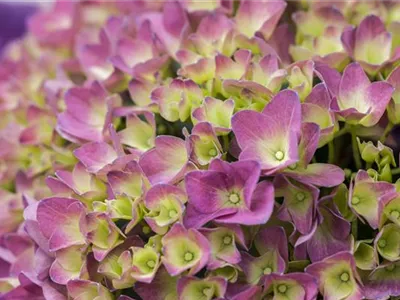 Hydrangea 'Magical'® Four Seasons - 'Magical'®-Hortensie