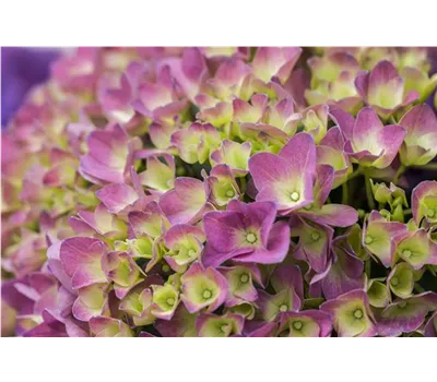 Hydrangea 'Magical'® Four Seasons - 'Magical'®-Hortensie