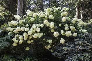 Hydrangea paniculata - Rispenhortensie Hydrangea paniculata - Rispenhortensie