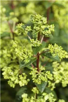Hydrangea paniculata - Rispenhortensie Hydrangea paniculata - Rispenhortensie