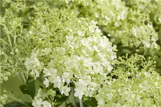 Hydrangea paniculata - Rispenhortensie Hydrangea paniculata - Rispenhortensie