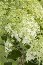 Hydrangea paniculata - Rispenhortensie Hydrangea paniculata - Rispenhortensie