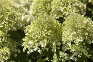 Hydrangea paniculata - Rispenhortensie Hydrangea paniculata - Rispenhortensie