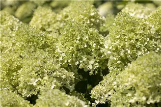 Hydrangea paniculata - Rispenhortensie Hydrangea paniculata - Rispenhortensie