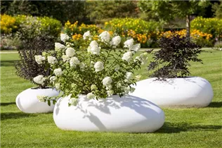 Hydrangea paniculata - Rispenhortensie Hydrangea paniculata - Rispenhortensie