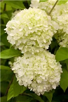 Hydrangea paniculata 'Limelight'(s) - Rispenhortensie 'Limelight'(s)