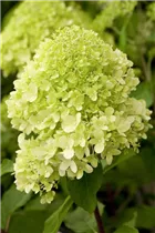 Hydrangea paniculata 'Limelight'(s) - Rispenhortensie 'Limelight'(s)