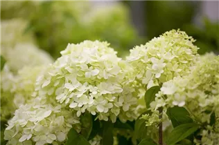 Hydrangea paniculata 'Limelight'(s) - Rispenhortensie 'Limelight'(s)